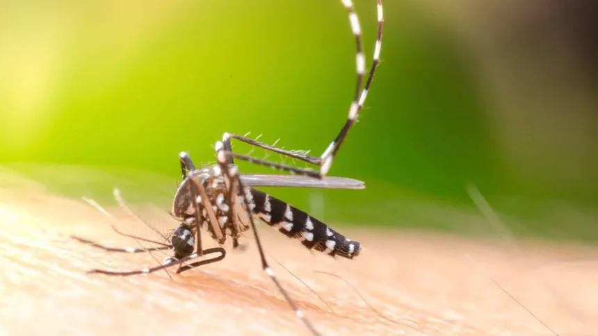 Unicamp: nova partícula elimina larvas de dengue em 48 horas