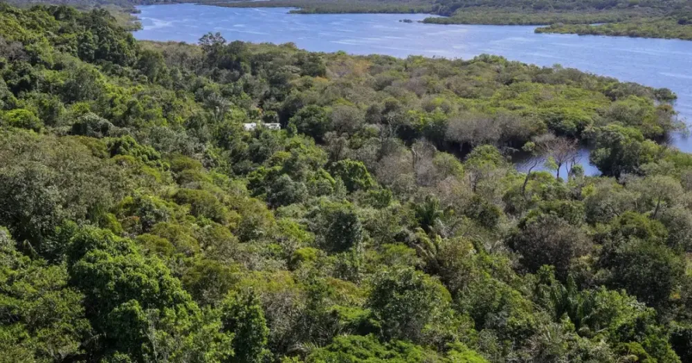 Amazônia perdeu 52 milhões de hectares de vegetação nativa em 40 anos, aponta MapBiomas