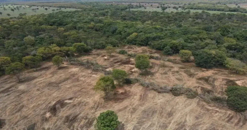 Desmatamento na caatinga é impulsionado pela transição energética na Bahia
