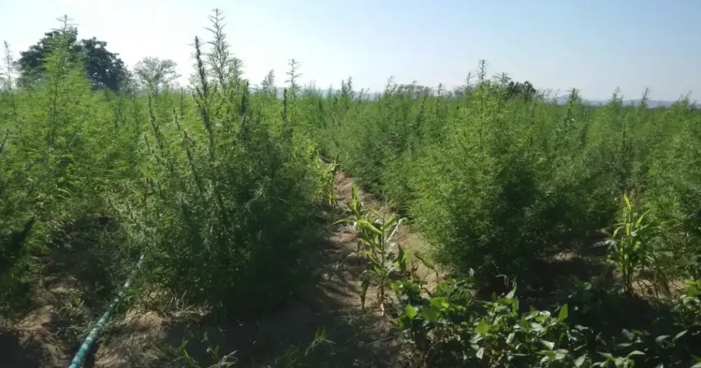 Consumo de Cannabis entre meninas triplica em 10 anos e chega a 7,9%, diz Unifesp