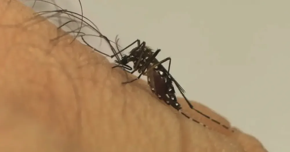Dengue deve atingir 1,8 milhão de brasileiros em 2026 com metade das infecções em SP