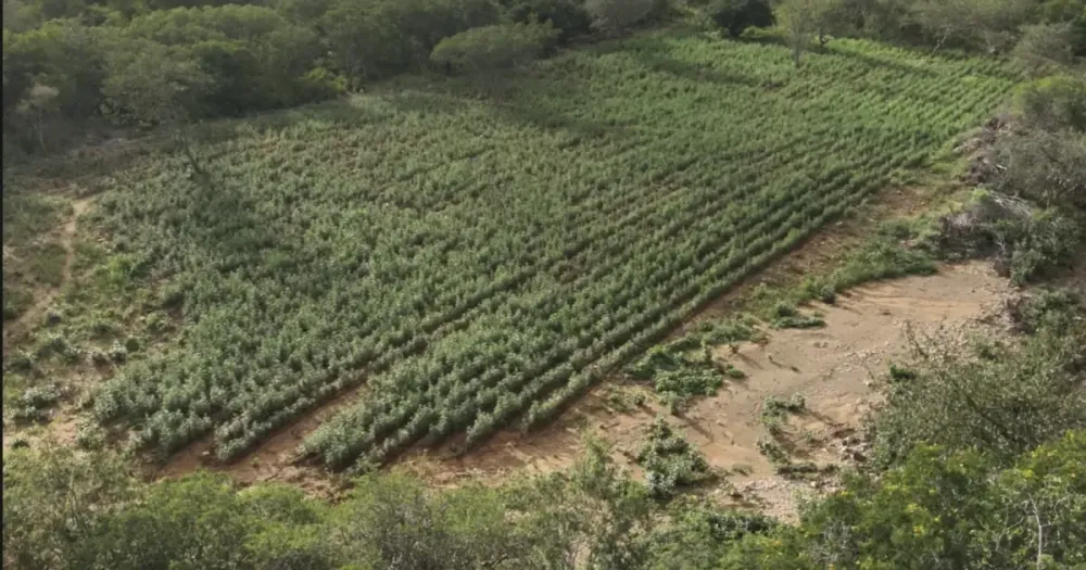 Em Macururé, na Bahia, operação integrada destrói 125 mil pés de maconha e prende suspeito