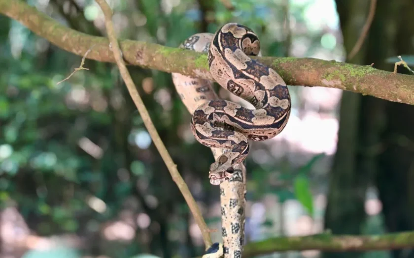 Cetas devolveu mais de 50 animais silvestres à natureza na Bahia