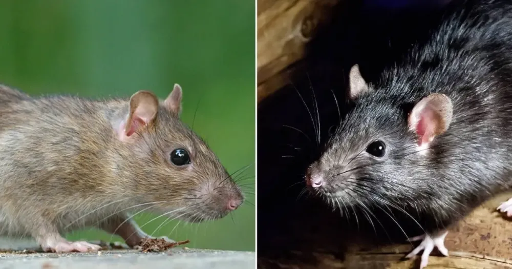 Minas Gerais registra única morte por hantavírus no Brasil