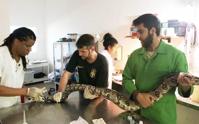 Cobra gigante é encontrada dentro de máquina de lavar na Bahia