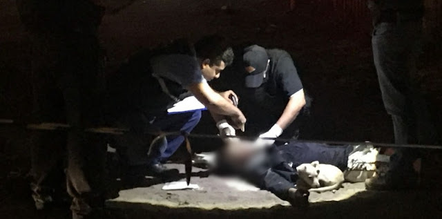 Homem é assassinado e cão vigia corpo do dono