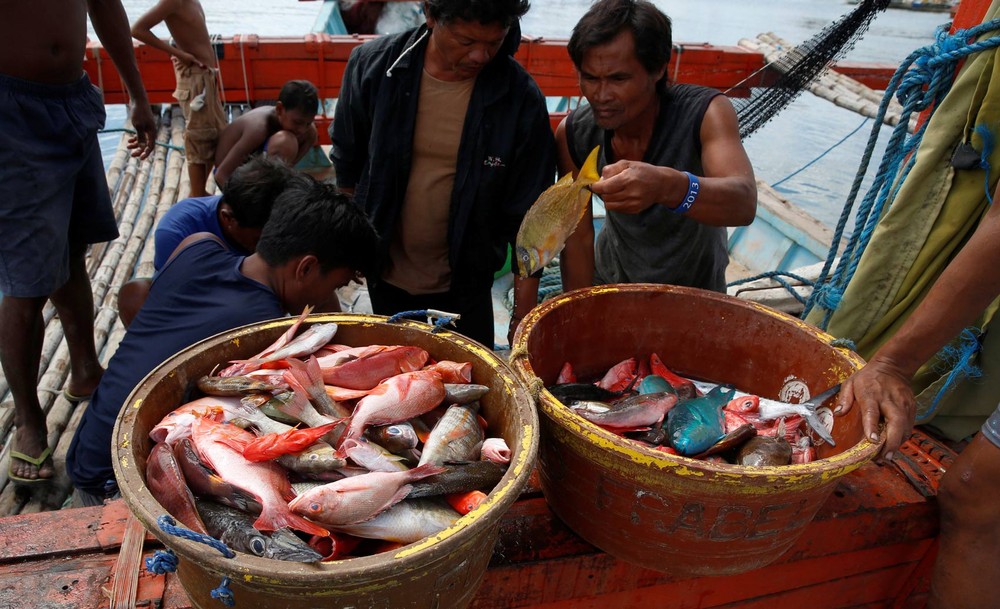 Quais são os peixes e frutos do mar que têm menos mercúrio ─ e são mais saudáveis