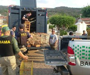 FPI RESGATA MAIS DE MIL ANIMAIS SILVESTRES NA REGIÃO DE PAULO AFONSO-BA 