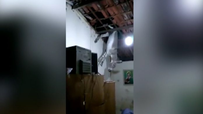 Jumento sobe em telhado de casa e por pouco não cai em cima da dona