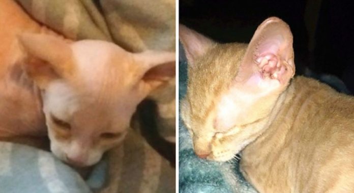 Mulher paga R$ 2.400 por gato de raça, mas cai em golpe: era vira-lata com pelos raspados