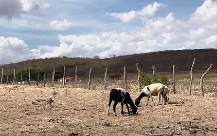  CHORROCHÓ, RODELAS E MAIS 182 MUNICÍPIOS ESTÃO EM SITUAÇÃO DE EMERGÊNCIA POR CAUSA DA SECA