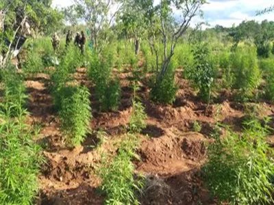 ABARÉ-BA: PM DESCOBRE E ERRADICA 40 MIL PÉS DE MACONHA