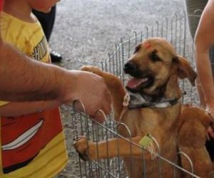 Comissão aprova transporte de animal doméstico em ônibus e metrôs