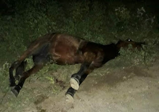 Morador de Serrinha morre e namorada fica ferida em colisão de moto com cavalo na BA 409 trecho de Coité