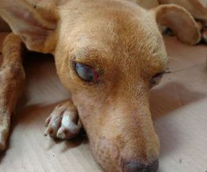 Homem espanca e cega cachorro na Bahia após flagrar animal em quintal