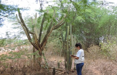 Equipe realiza levantamento da Flora da Caatinga em Jeremoabo/BA