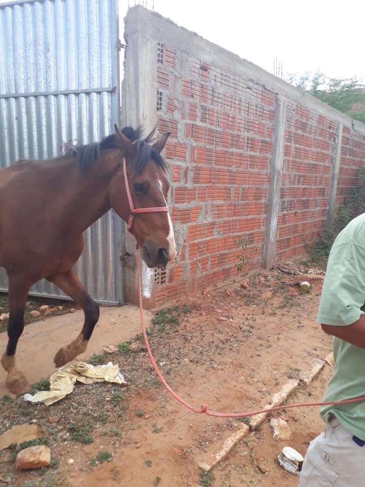 NOTA: Circulação de animais nas ruas de Canudos está proibida a partir desta segunda-feira (12)