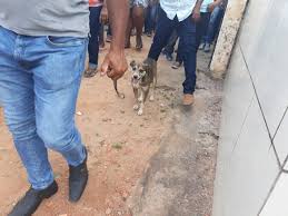  Coração de Maria, cachorro frequenta missas, visita velórios e acompanha sepultamentos