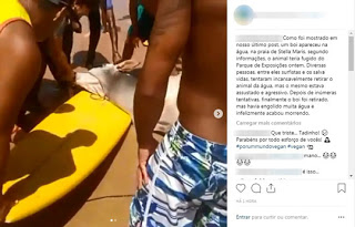 Um boi de 600kg da raça nelore morreu afogado depois de entrar no mar da região da Stella Maris, em Salvador