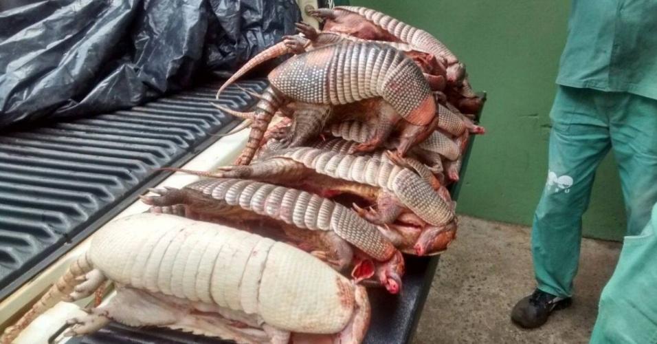 40 MUNICÍPIOS DO PIAUÍ TÊM PESSOAS DOENTES POR COMEREM CARNE DE TATU; CONTRAÍRAM MICOSE PULMONAR