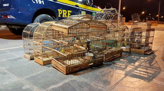 Aves silvestres são resgatadas de cativeiro em Nova Soure