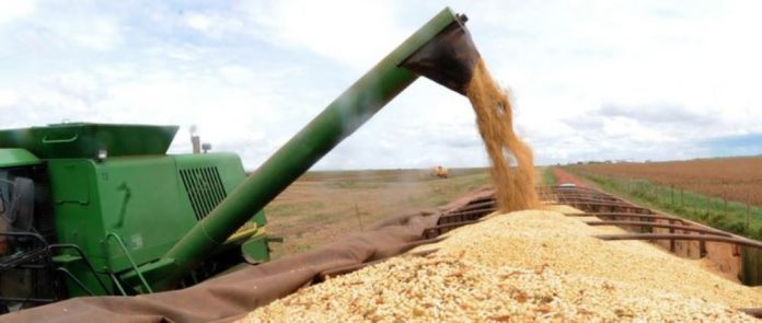 Safra de grãos de 2019 deve ser 3,1% maior que a de 2018