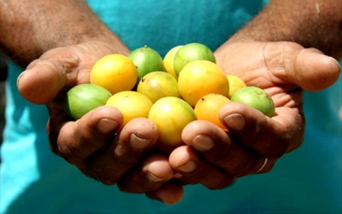 Baixa safra de Umbu compromete produção de polpa em município baiano