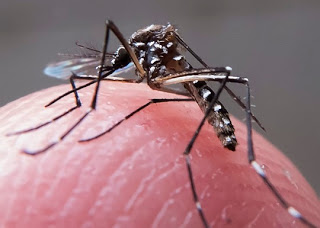 Bahia emite alerta após 400 casos de dengue no início de 2019