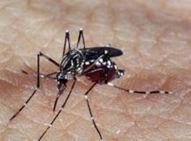 Estudo revela que infecção por vírus da dengue pode ser fator contra zika