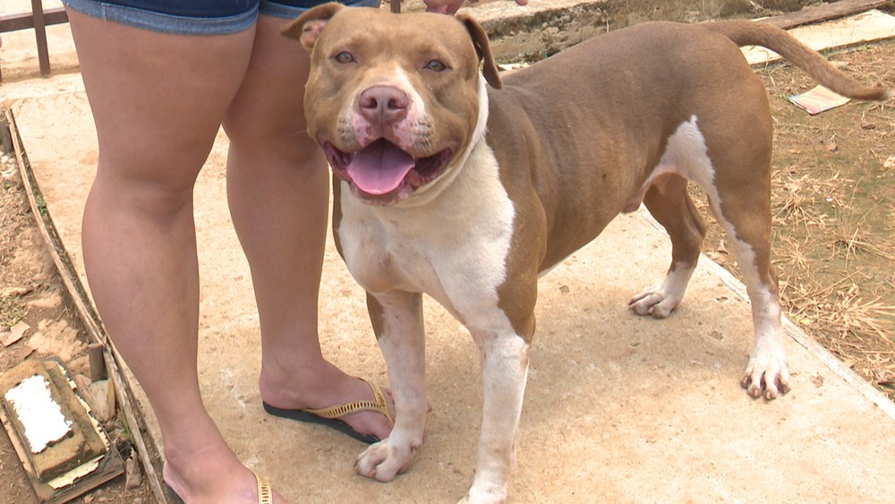 Brasil: Homem solta pit bull para livrar mulher de assaltantes 