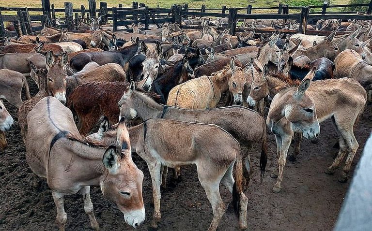 Mais de 100 jumentos morrem na Bahia após doença causada por maus-tratos