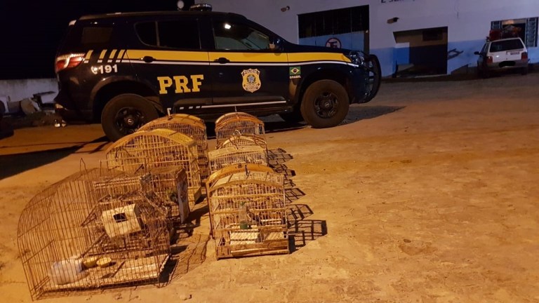 PRF resgata aves silvestres criadas em cativeiro na cidade de Cipó (BA) 
