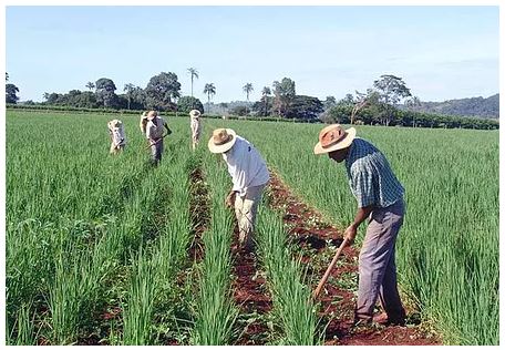 PRONAF: AGRICULTORES FAMILIARES TERÃO DESCONTO DE ATÉ 69% EM FINANCIAMENTO