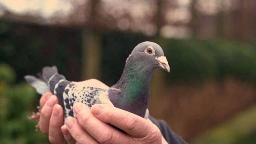 Armando, o pombo mais veloz do mundo, é vendido por mais de R$ 5 milhões