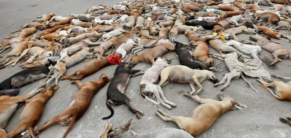 Prefeitura de Igaracy na Paraíba mandou matar + de 30 cães a pauladas, prefeito e secretário de saúde autorizaram o massacre