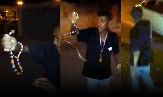 Baiano filmado “brincando” com cobra-coral morre após ser picado