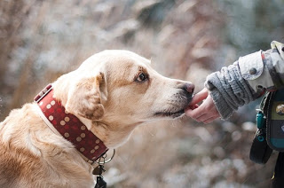 Estudo mostra que cães podem farejar câncer em amostras de sangue
