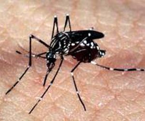 Brasil poderá ter vacina contra a dengue em 2019