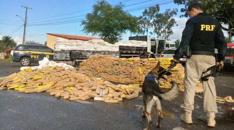 Mais de 3 toneladas de maconha são apreendidas com o auxílio de cão farejador na Bahia