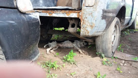 Homem é preso suspeito de matar cadela em São Gonçalo dos Campos