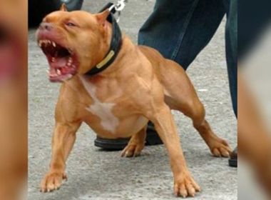 Homem morre no HGE com lesões na face, crânio e perna após ser mordido por pitbull