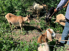 PM recupera animais furtados e apreende R$ 1,2 mil em notas falsas