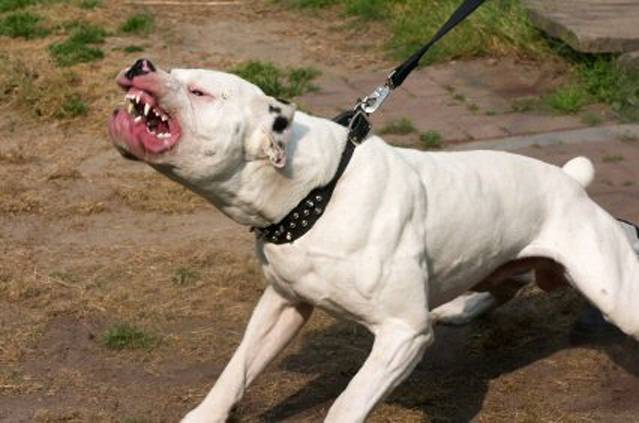 Cães da raça pit bull atacam e matam criança de 1 ano e 3 meses em Carrapichel, Senhor do Bonfim-BA