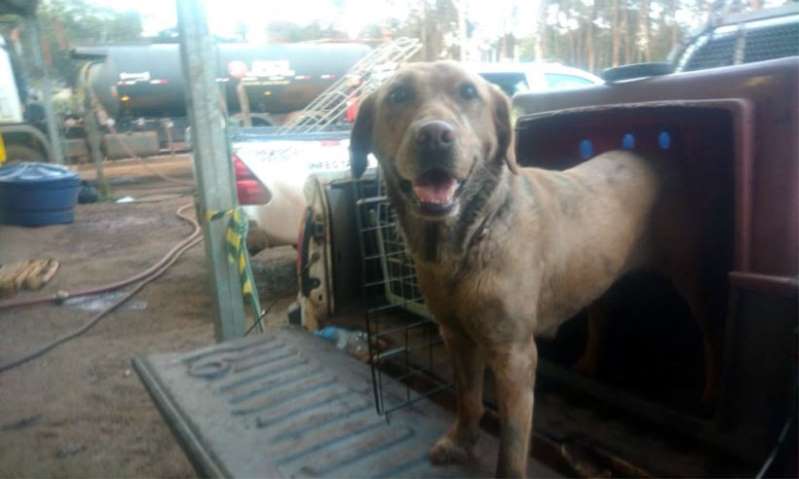 Cadela que atuou nas buscas em Brumadinho morre após ter filhotes em Goiás