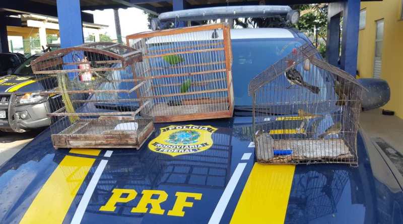 PRF flagra crime ambiental e resgata animais silvestres escondidos em porta-malas de veículo na Bahia