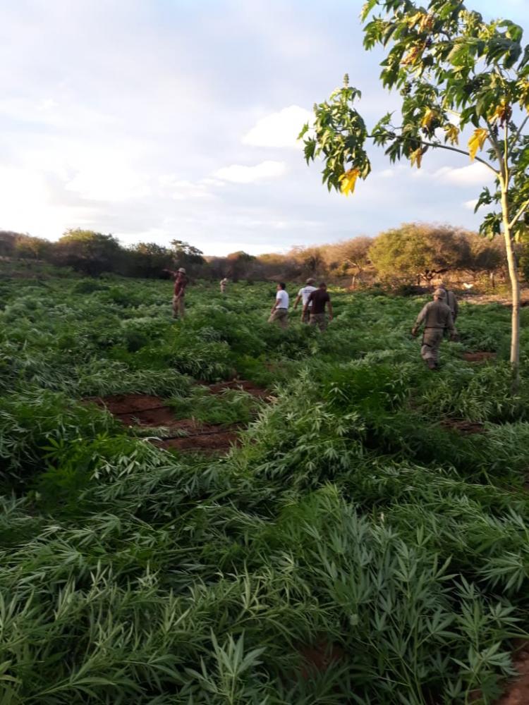 Plantação com mais de 115 mil pés de maconha é localizada pela PM em fazenda na cidade de Macururé-BA