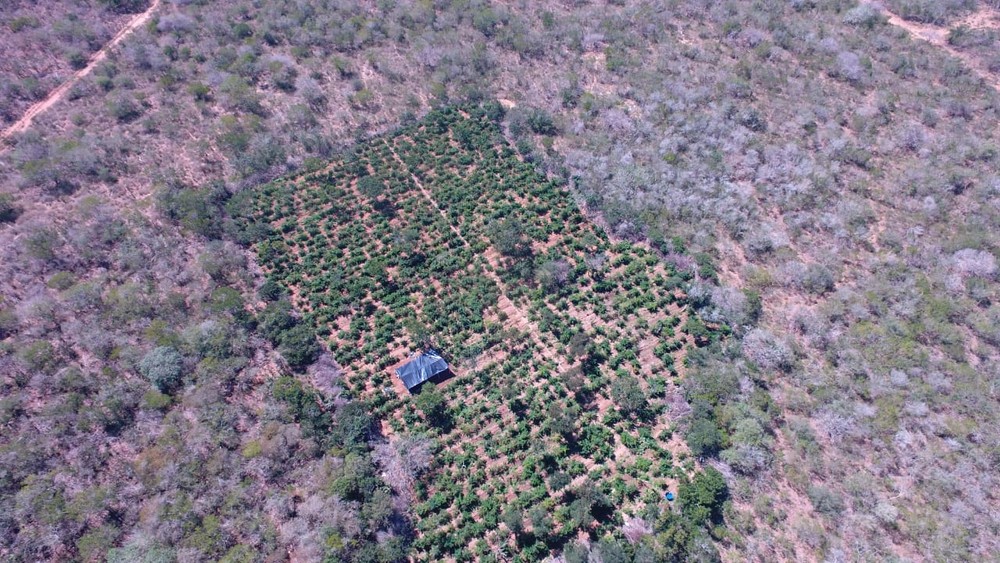 Plantação com 40 mil pés de maconha é encontrada em Bendegó distrito de Canudos, Bahia.