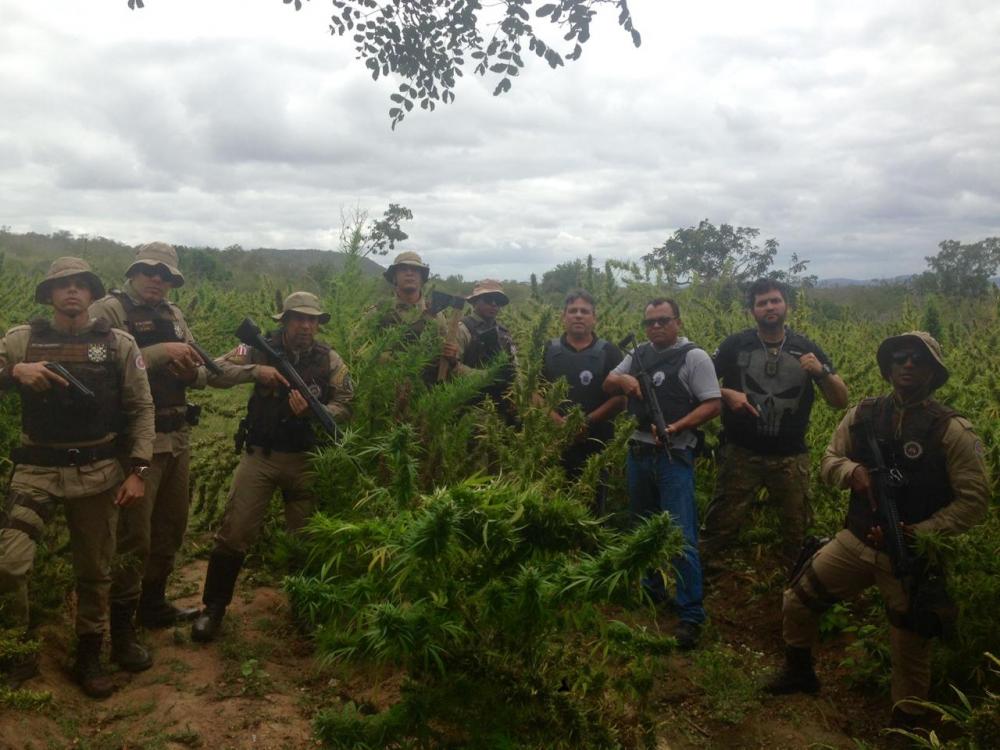 Mais de uma tonelada de maconha é apreendida em Canudos