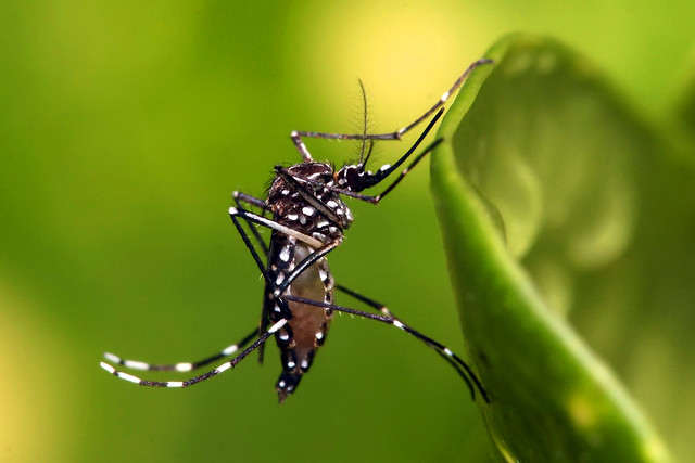Número de casos de dengue aumenta na Bahia