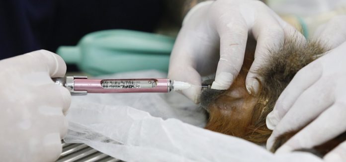 Falso veterinário é condenado por atuar ilegalmente em Salvador